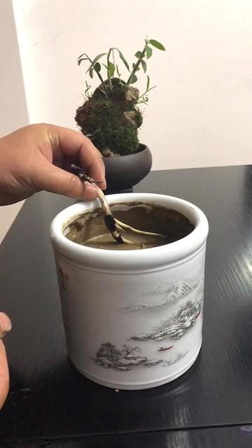 5月初在瑞雪笔筒里种下的#碗莲 ·稚雀喙,冒出了三个小鸟嘴,一周后就